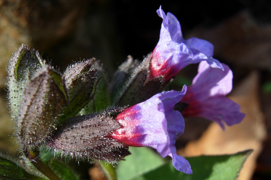 Pulmonaria sp